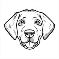A detailed illustration of a Labrador Retriever dog head. The dog has a friendly expression, with large eyes and a broad snout. Its ears are floppy and the fur is short. vector