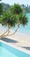 view of the palm tree on the beach from the pool in the villa in sunny weather, blue sea and islands in the background video