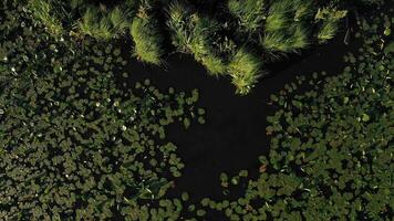 Top view of the Svisloch river in the city's Loshitsa Park with lilies at sunset.Beautiful nature of Belarus video