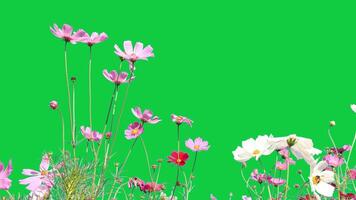 Flowers on green screen, flowers isolated on green screen video