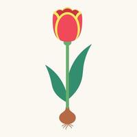 Beautiful flat design illustration of a red tulip with yellow accents, green leaves, and visible bulb with roots. Simple, clean floral graphic ideal for spring, nature, or botanical concepts. vector