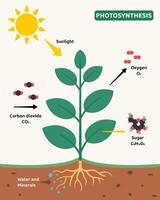 Illustrative diagram showing the process of photosynthesis in a plant. Includes sunlight, carbon dioxide, water, minerals, and the production of oxygen and sugar molecules. Ideal for education. vector