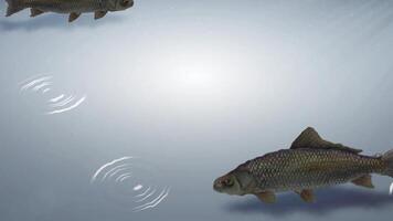Under Water Fish Loop Animation video