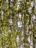 A close up of a tree with moss on it photo