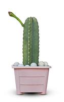 Green cactus of Cereus jamacaru, known as mandacaru or cardeiro is a cactus desert in the gardens interiors decorative park isolated on white background with clipping path, plant of the desert. photo