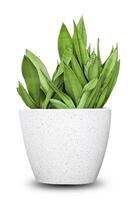 Sansevieria Dracaena trifasciata laurentii isolated on white background with clipping path, aka snake plant or mother-in-law's tongue. Houseplant with green and yellow leaves. photo