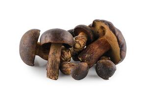 Fresh Thaeo Gyroporus portentosus mushroom isolated on white background, Bolete mushroom on wood table, Thailand call Tap Tao mushrooms, Scientific name Thaeogyroporus porentosus berk. ET. Broome. photo