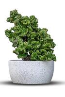 Euphorbia Lactea Cristata or Crested Euphorbia isolated on white background with clipping path, Coral cactus Euphorbia lactea Cristata, mermaid tail, the fortune plant of the desert photo