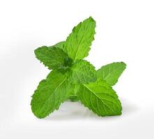 Fresh mint leaves isolated on white background with clipping path, Lush green mint leaves. photo