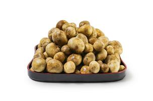 Thai Mushroom Hygroscopic earthstar or False earthstar in black tray isolated on white background with clipping path, Puffball Mushrooms, Astraeus hygrometricus. photo