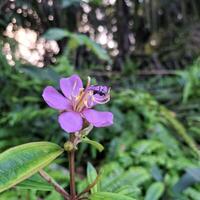 Close-Up of a Black Ant on a Purple Flower in a Lush Green Forest Setting photo