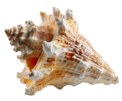 Beautiful seashell with intricate patterns and textures from the ocean png