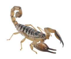 Detailed close-up of a scorpion in natural pose for educational use png