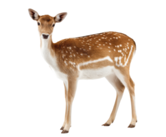 Young fawn standing gracefully in a serene outdoor setting png