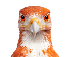 Majestic orange hawk with striking eyes and sharp beak png