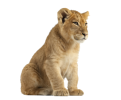 Lion cub sitting calmly in a studio setting with soft lighting png