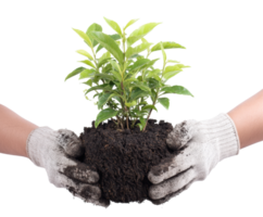 Planting young sapling for a greener environment and future png