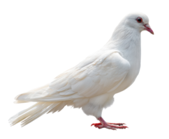 Elegant white bird on display in a peaceful garden setting png
