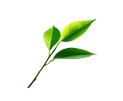 Fresh green leaves on a branch for natural design projects png