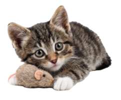 Playful kitten cuddling with a soft toy mouse indoors png