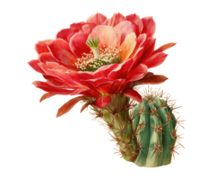Beautiful red cactus flower in bloom with green spines png