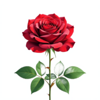 Beautiful Red Rose with Detailed Green Leaves on a Transparent Background Illustration png