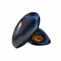 Illustration of Open Mussel Shell with Interior and Clipping Path png