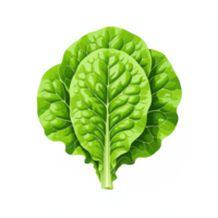 Illustration of Fresh Green Lettuce Leaf with Transparent Background png