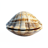 Seashell with Striped Pattern and Transparent Background png