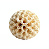 Detailed 3D Lattice Structure of a Sea Urchin Skeleton with Transparent Clipping Path png