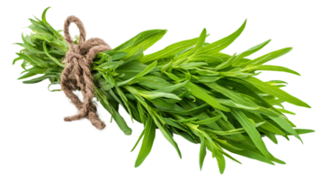 Bundle Of Fresh Tarragon Herb Aromatic Ingredient For Culinary Transparent Background png