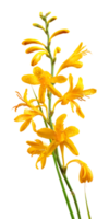 Golden Crocosmia Flower Bloom Isolated with Transparent Background for Botanical Design png