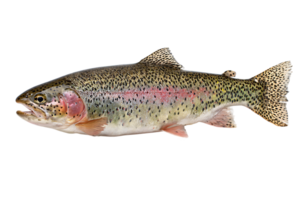 Rainbow Trout On A Transparent Background Isolated And Rendered In Format png