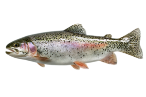 Isolated Image of a Fresh Rainbow Trout Fish on Transparent Background png