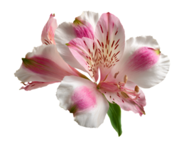 Delicate Pink and White Alstroemeria Lily Flower Isolated on Transparent Background png