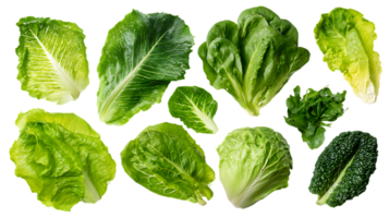 Fresh and Vibrant Assortment of Lettuce Leaves on Transparent Background Isolated for Design png