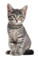Isolated Young Grey Striped Cat Sitting Posing with a Transparent Background png