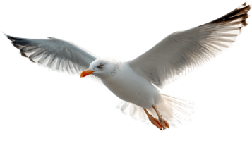 Beautiful Seagull Flying Freely with Open Wings Seagull Isolated Image Transparent Background png