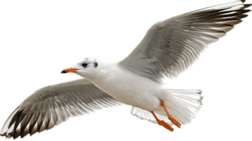 Seagull Soaring Freely Through the Sky with a Transparent Background Isolated Image png