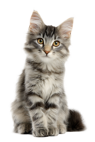 Gray Kitten with Yellow Eyes Isolated on Transparent Background Cut Out png