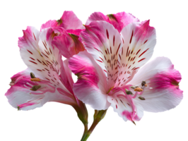 Isolated Alstroemeria Flower on Transparent Background Vibrant Pink and White Petals Close Up png