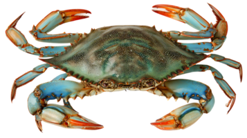 Isolated Crab Blue Crab with Transparent Background Seafood Delicacy with Detailed Texture png