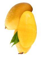 Ripe mango fruits and half with green leaves and water droplets in stack isolated with clipping path in file format png