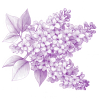 Beautiful lilac cluster featuring fragrant flowers and detailed leaves, creating serene and calming atmosphere. This illustration captures essence of spring and nature beauty png