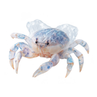 Crab entangled in plastic, symbolizing ocean pollution and impact of waste on marine life. This highlights urgent need for environmental awareness and conservation efforts png