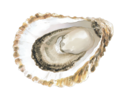 Detailed illustration of an oyster shell showing intricate texture png