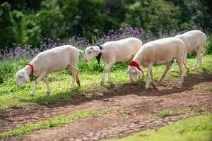 Sheep grazing in a lush meadow farming area nature scene green environment close-up view animal behavior photo