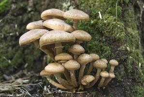 Tribes of honey agaric mushrooms in green moss photo