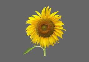 Isolated sunflower plants, leaf, flower head, with clipping paths. photo