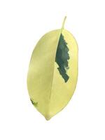 Miniature Umbrella leaf isolated on white background with clipping paths. photo